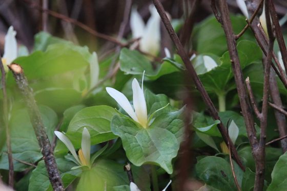 Giant white wakerobin (Trillium albidum)