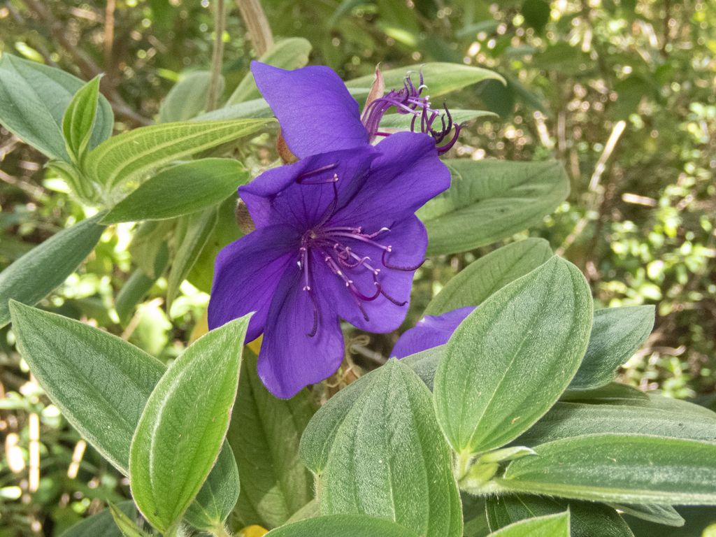 Glory bush (Pleroma urvilleanum)
