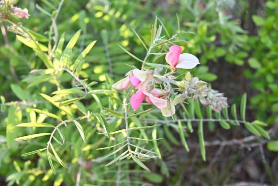 Goat's rue (Tephrosia virginiana)