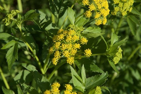 Golden alexanders (Zizia aurea)