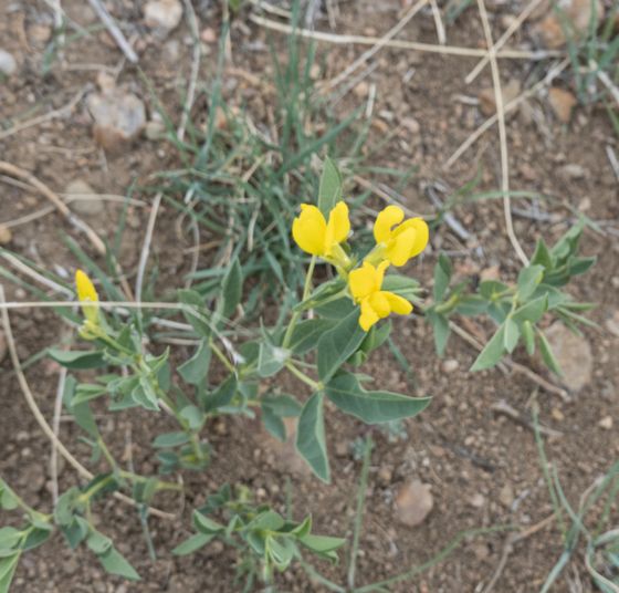 Golden bean (Thermopsis rhombifolia)