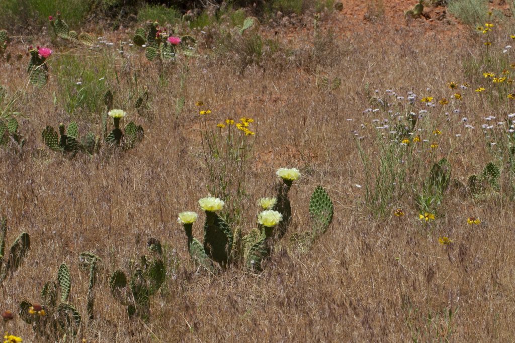 Golden pricklypear (Opuntia aurea)