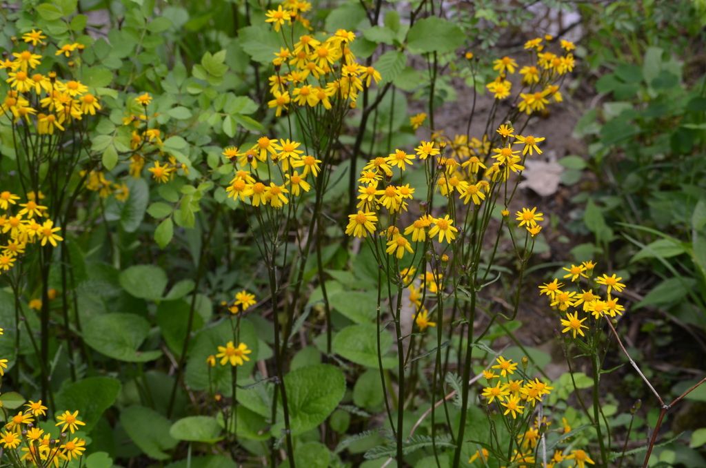 Golden ragwort (Packera aurea)