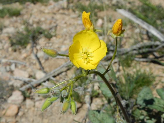 Golden suncup (Chylismia brevipes)