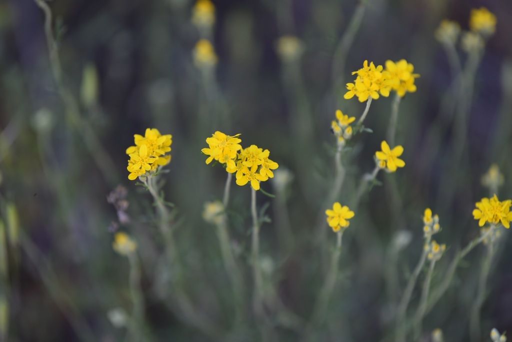 Golden yarrow (Eriophyllum confertiflorum)