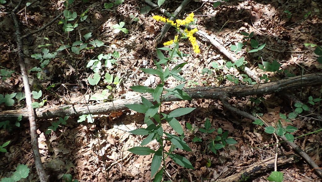 Goldenrods (Solidago)