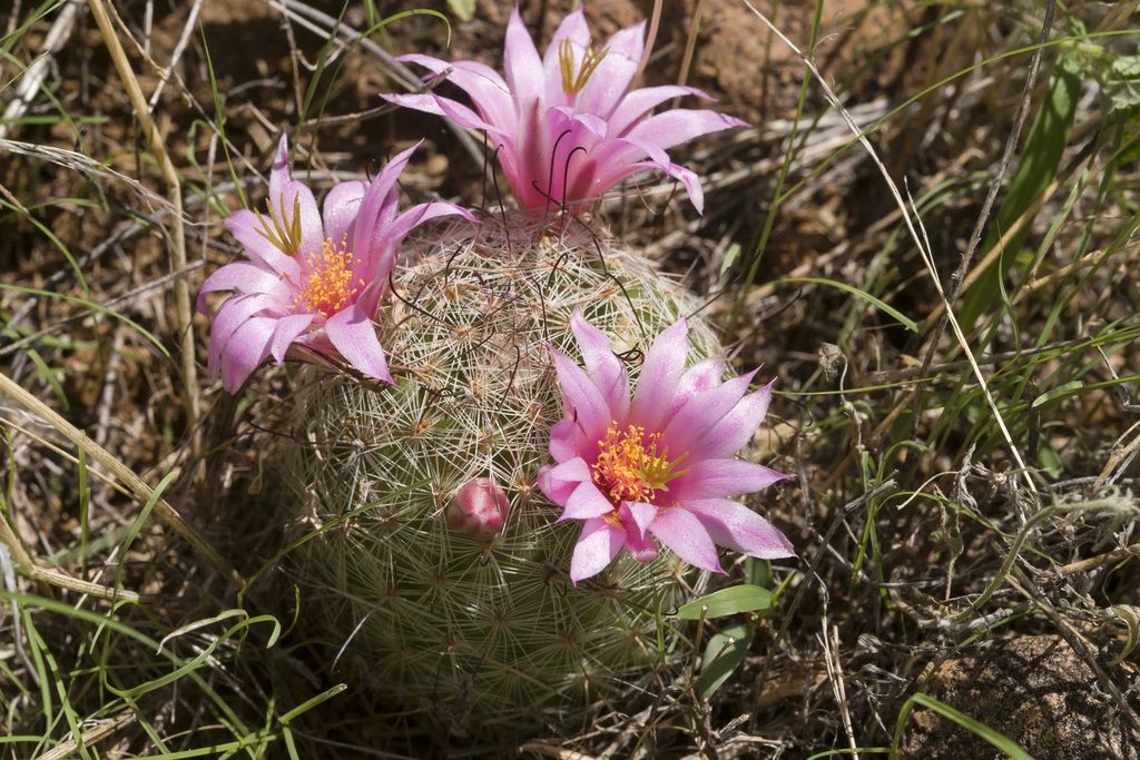 Graham's nipple cactus (Cochemiea grahamii)