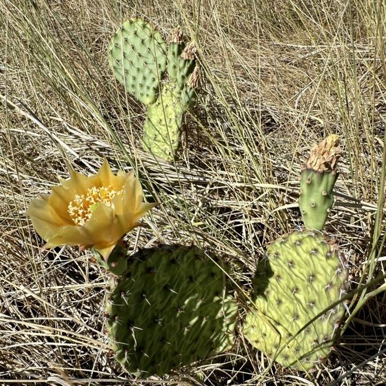 Grassland pricklypear (Opuntia cymochila)