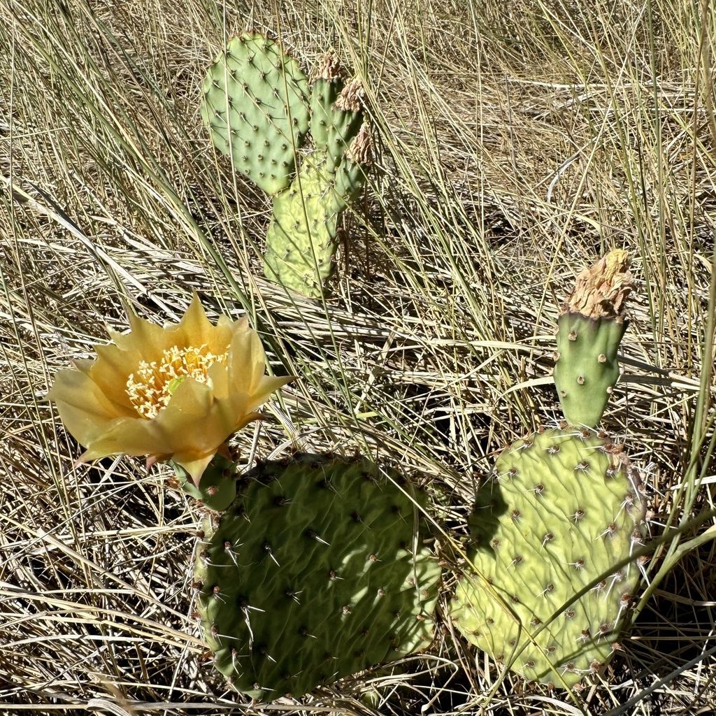 Grassland pricklypear (Opuntia cymochila)