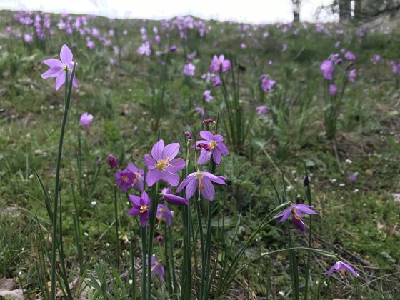 Grasswidow (Olsynium douglasii)