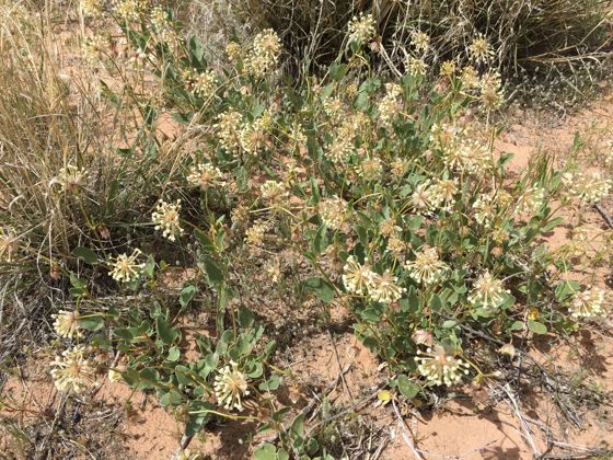 Great basin sand verbena (Abronia elliptica)