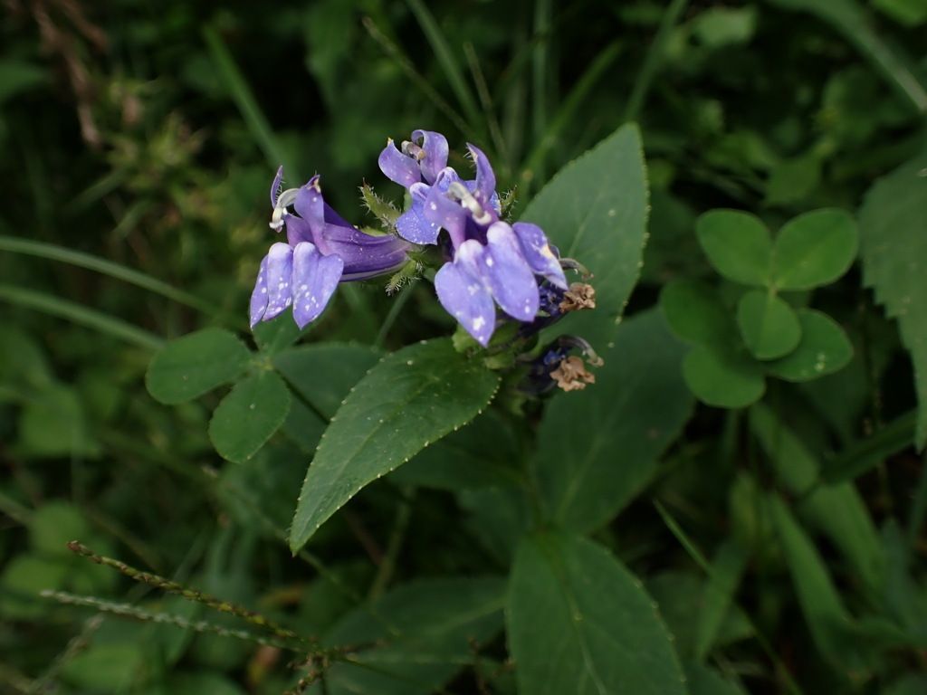 Great blue lobelia (Lobelia siphilitica)