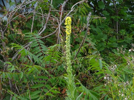 Great mullein (Verbascum thapsus)