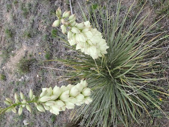 Great Plains yucca (Yucca glauca)