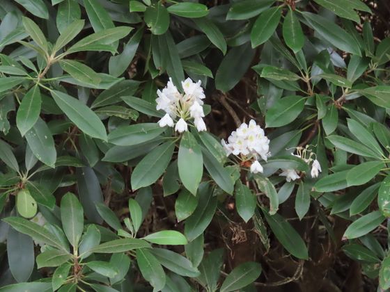 Great rhododendron (Rhododendron maximum)