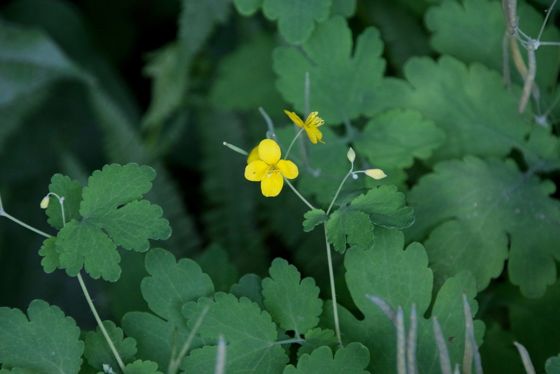 Greater celandine (Chelidonium majus)