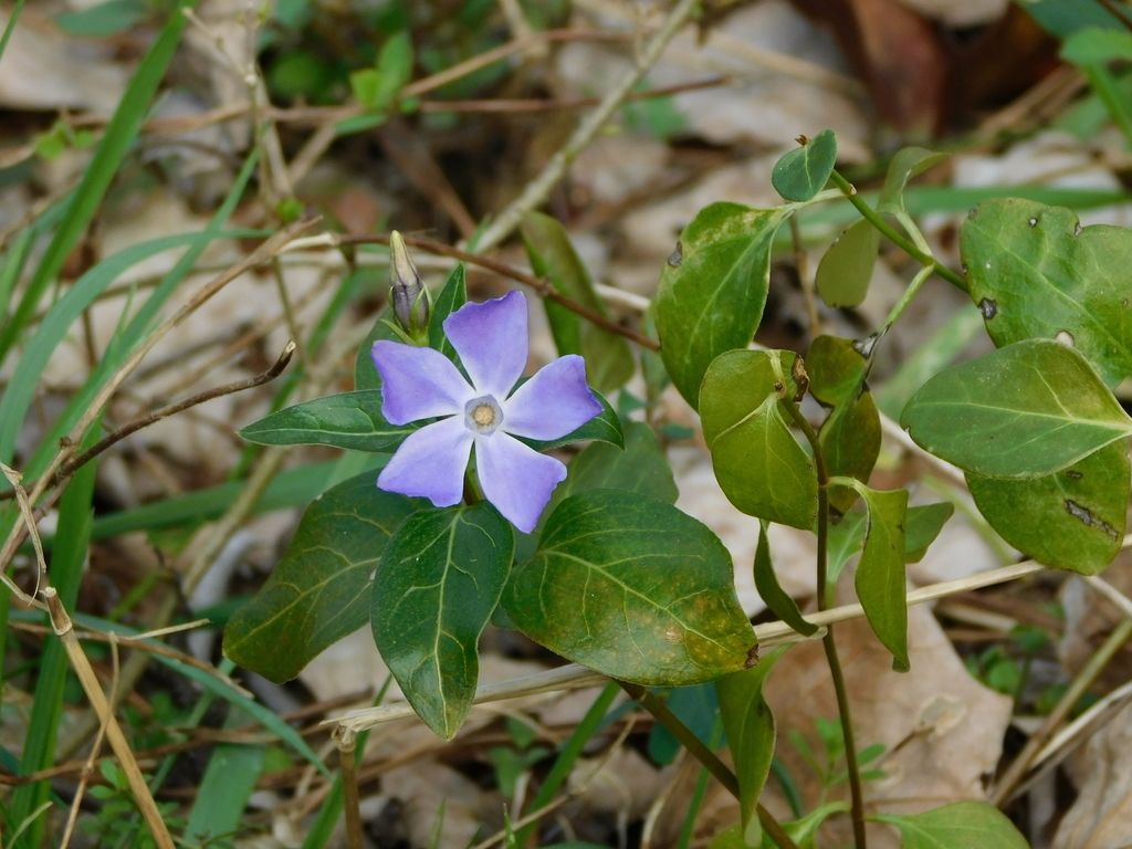 Greater periwinkle (Vinca major)