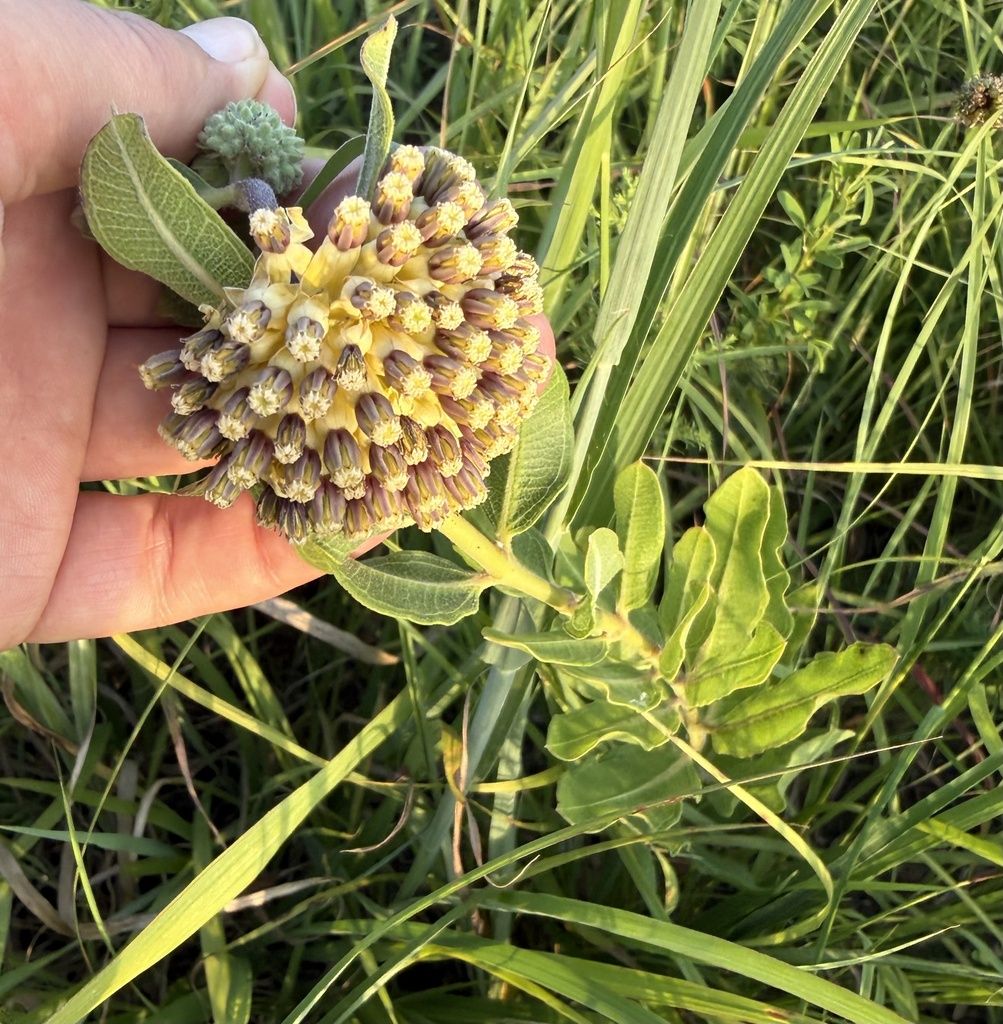 Green comet milkweed (Asclepias viridiflora)