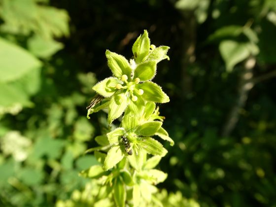Green false hellebore (Veratrum viride)