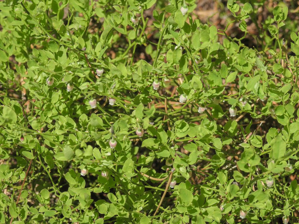 Grouse whortleberry (Vaccinium scoparium)