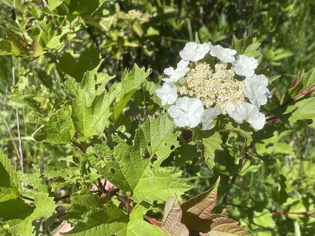 Guelder-rose (Viburnum opulus)