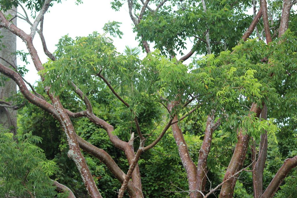 Gumbo limbo (Bursera simaruba)