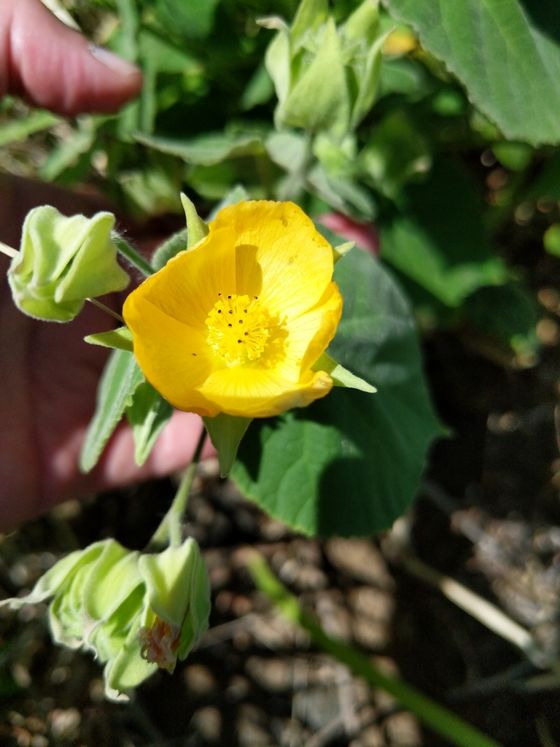 Hairy abutilon (Abutilon grandifolium)