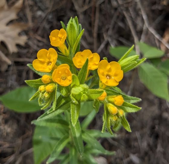 Hairy puccoon (Lithospermum caroliniense)