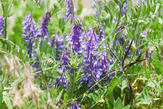 Hairy vetch (Vicia villosa)