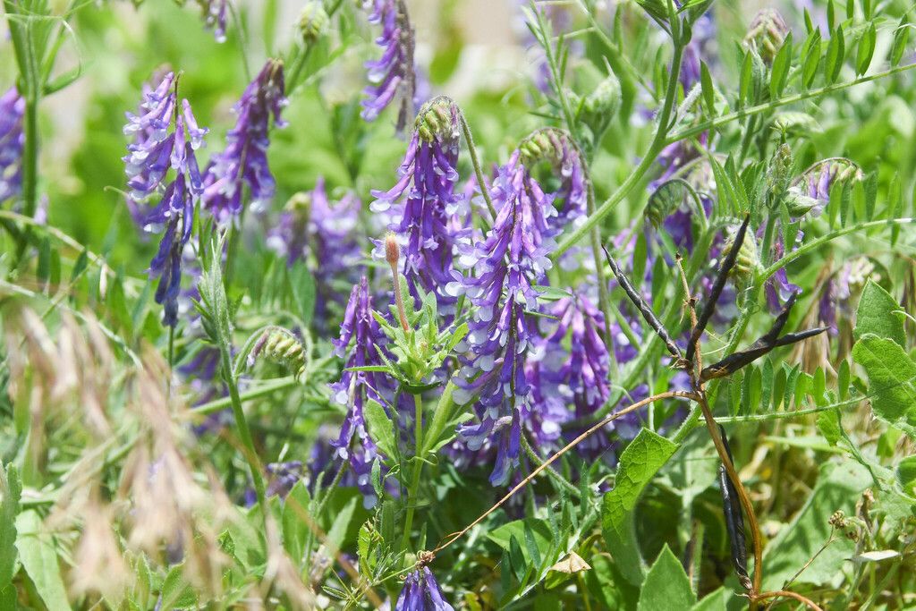 Hairy vetch (Vicia villosa)