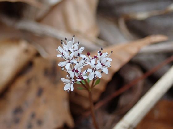 Harbinger of spring (Erigenia bulbosa)