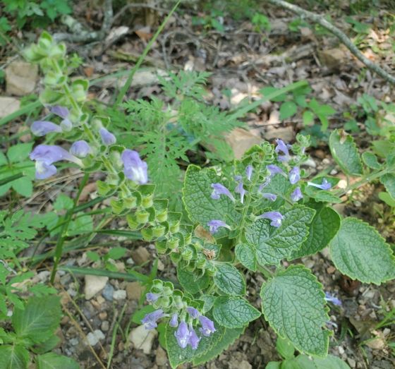 Heart-leaved skullcap (Scutellaria ovata)
