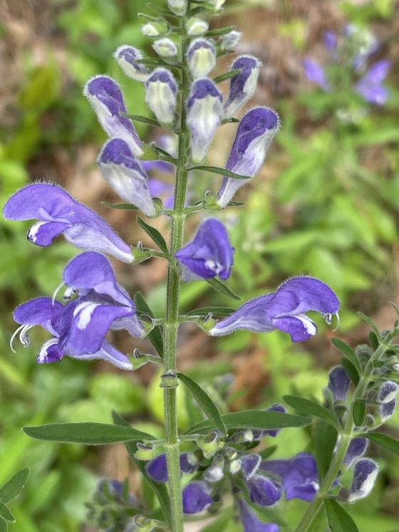 Helmet skullcap (Scutellaria integrifolia)
