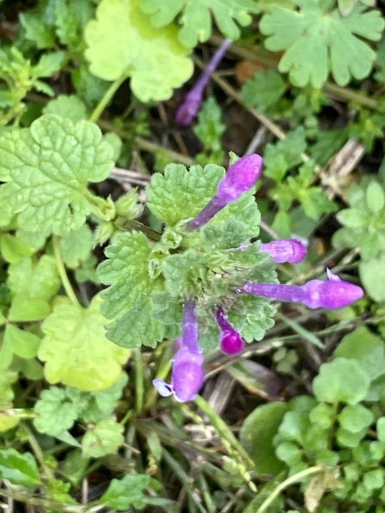 Henbit deadnettle (Lamium amplexicaule)