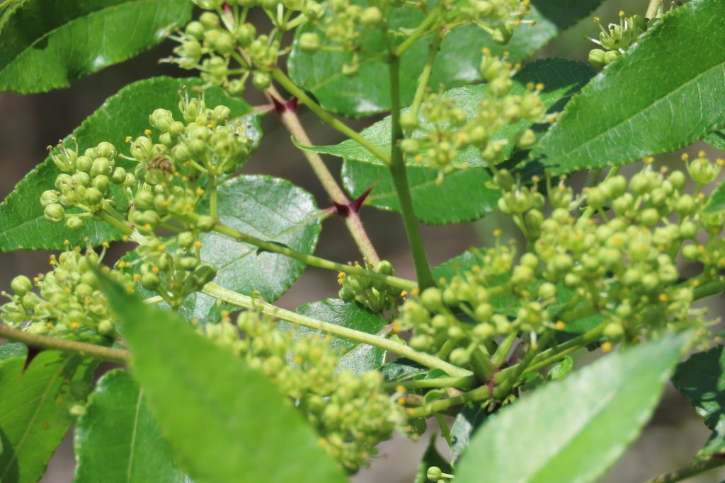 Hercules' club (Zanthoxylum clava-herculis)