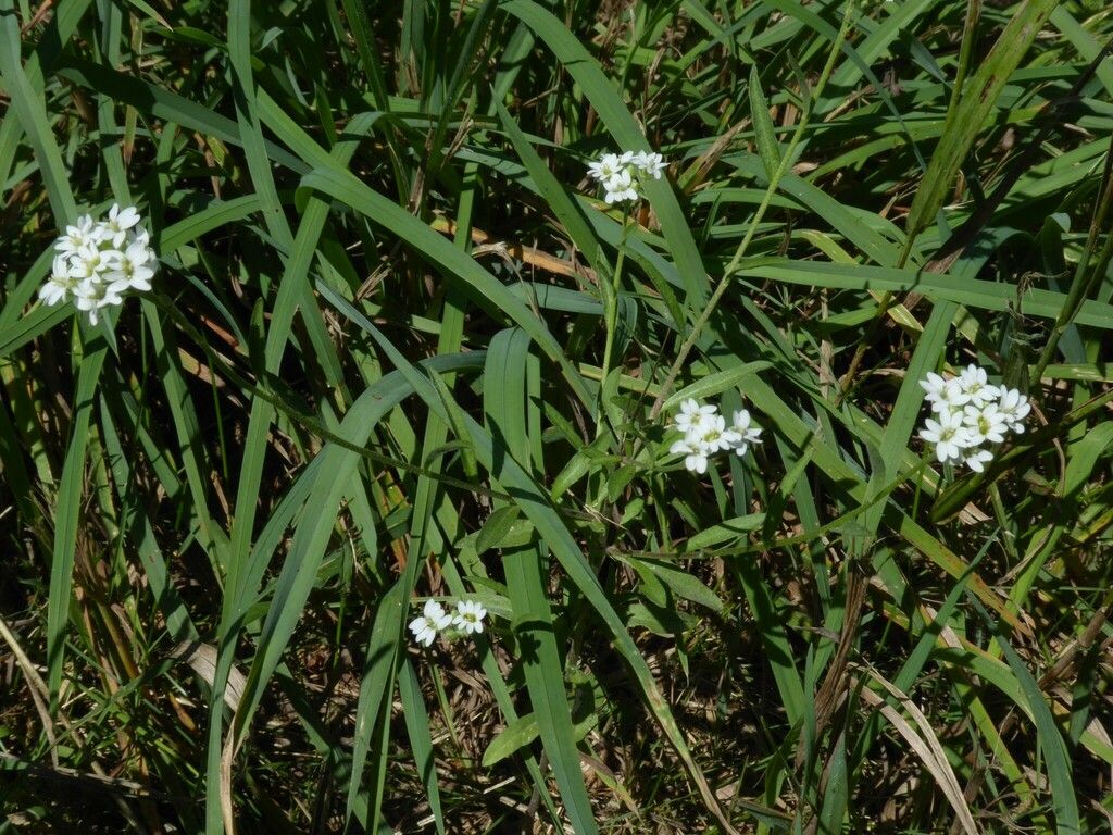 Hoary alyssum (Berteroa incana)