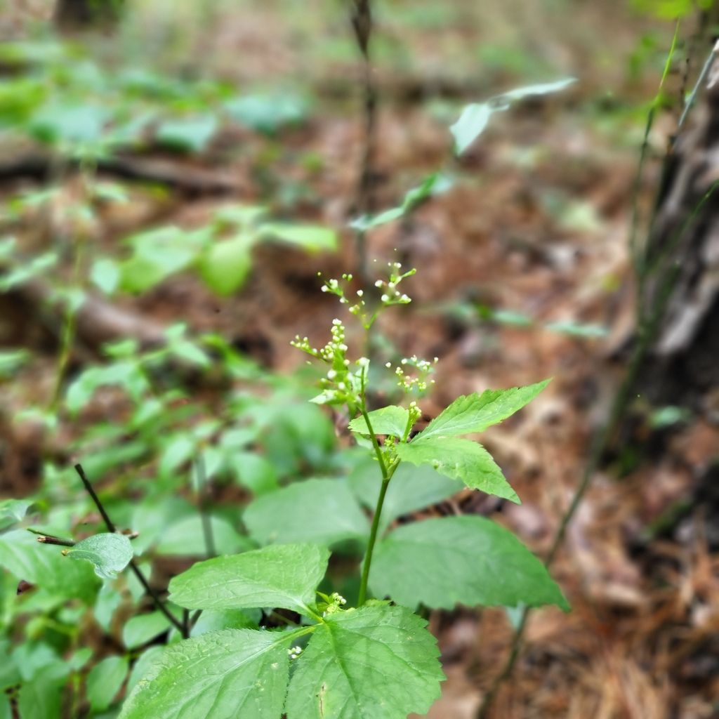 Honewort (Cryptotaenia canadensis)