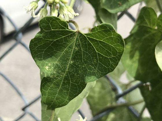 Honey-vine climbing milkweed (Cynanchum laeve)