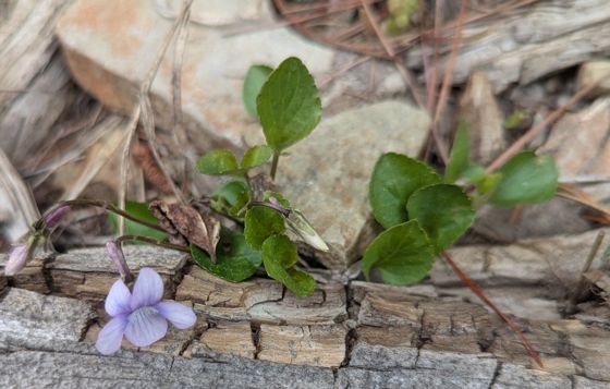 Hookedspur violet (Viola adunca)