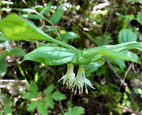 Hooker's fairybells (Prosartes hookeri)