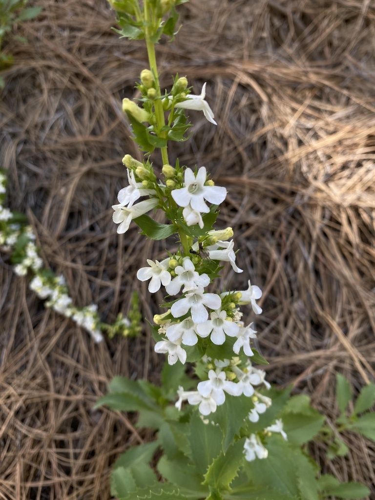 Hot rock penstemon (Penstemon deustus)