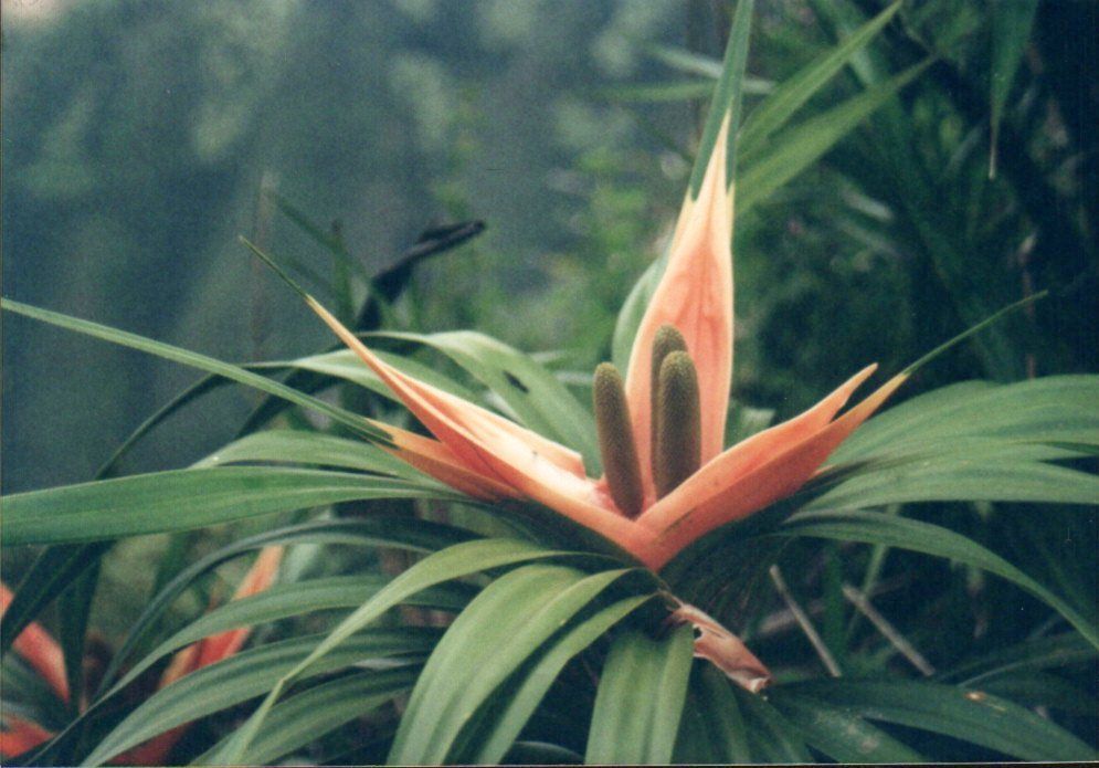 'ie'ie (Freycinetia arborea)