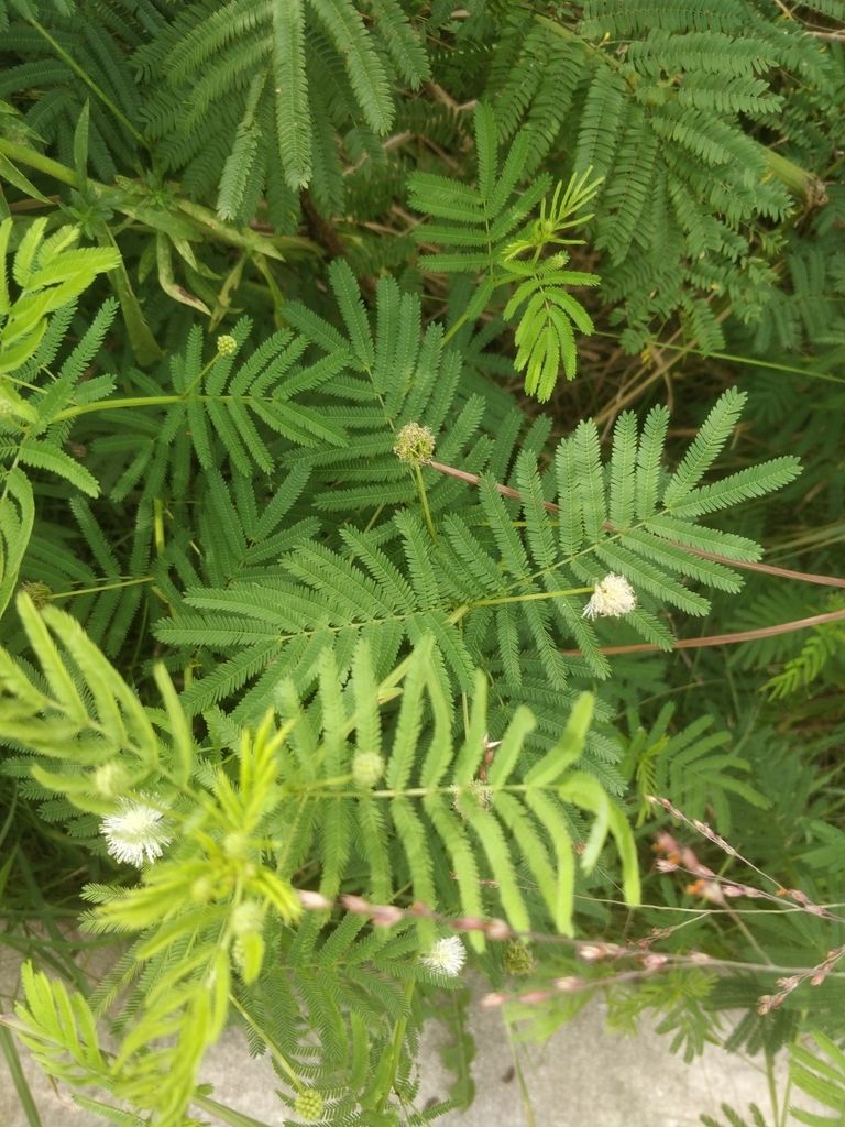 Illinois bundleflower (Desmanthus illinoensis)