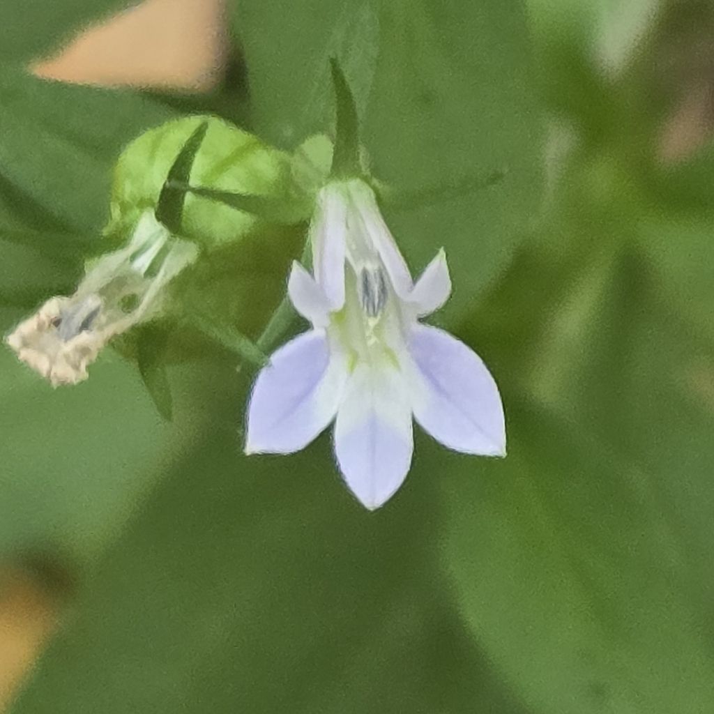 Indian tobacco (Lobelia inflata)