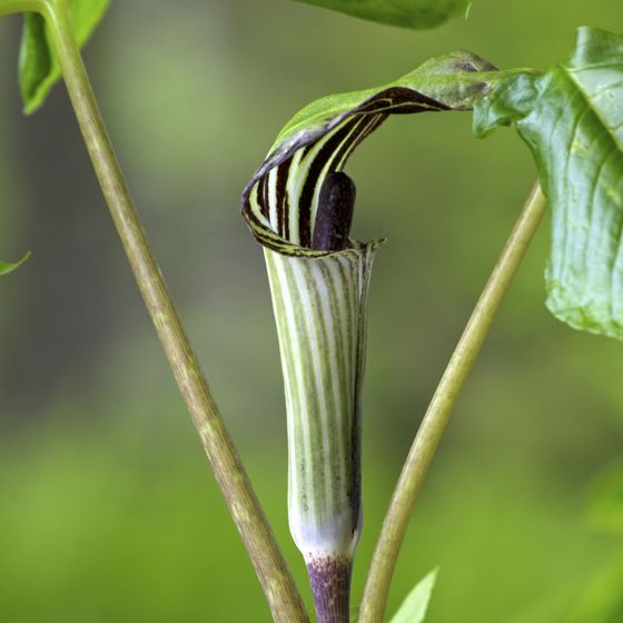 Jack-in-the-pulpit (Arisaema triphyllum)