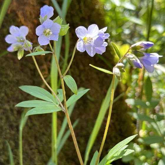 Jacob's ladder (Polemonium reptans)