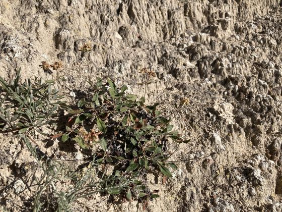 James' buckwheat (Eriogonum jamesii)