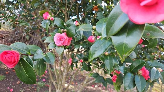 Japanese camellia