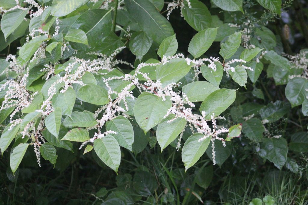 Japanese knotweed (Reynoutria japonica)