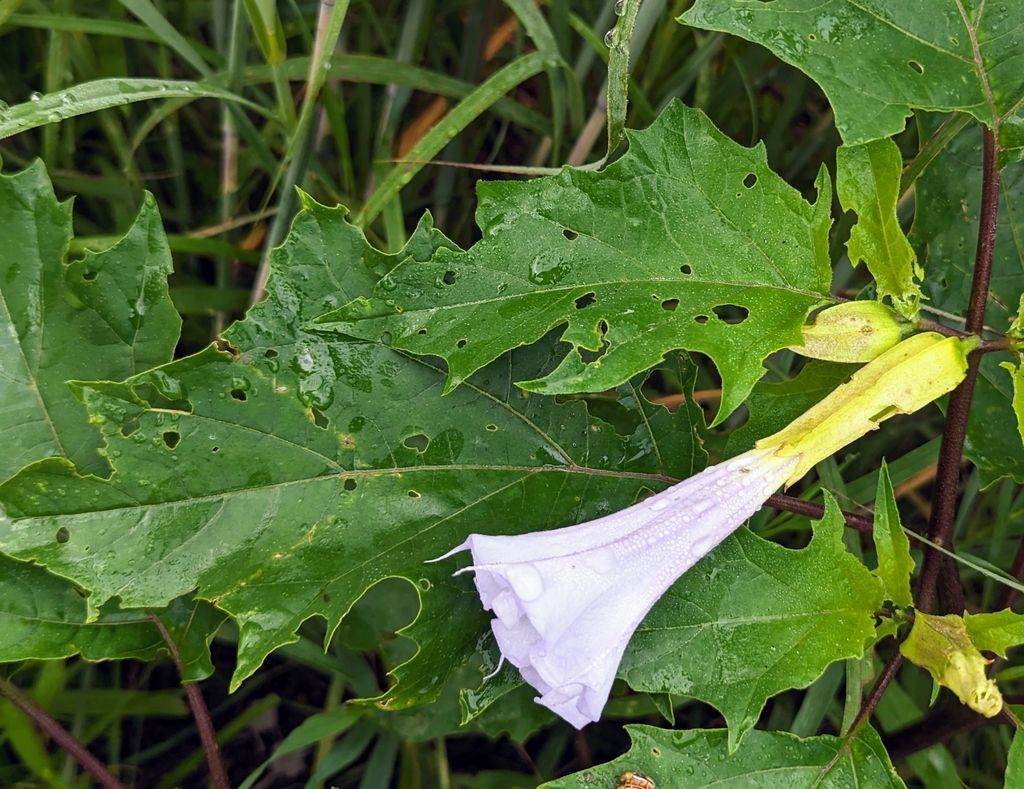 Jimsonweed (Datura stramonium)
